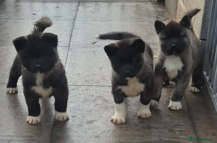 Akita dogs - Advert 8