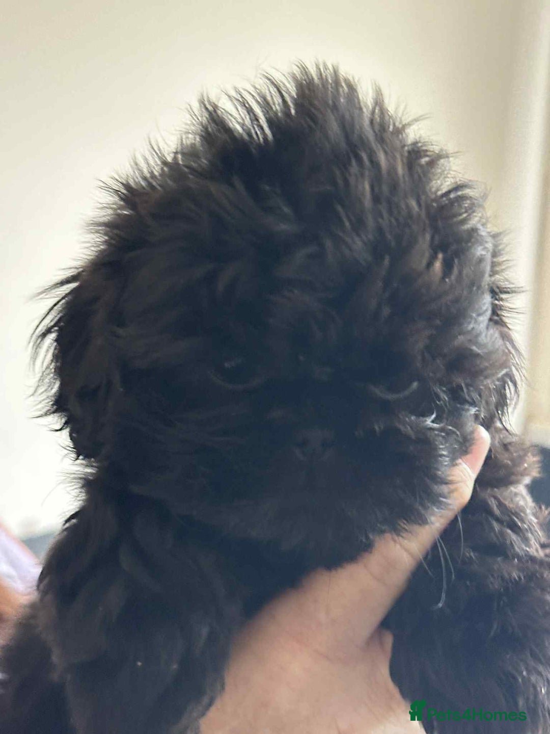 Shih Tzu dogs for sale: Pedigree shitzu puppies  - Image 6