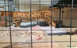 Bengal cats for sale: Bengal  - Image 10