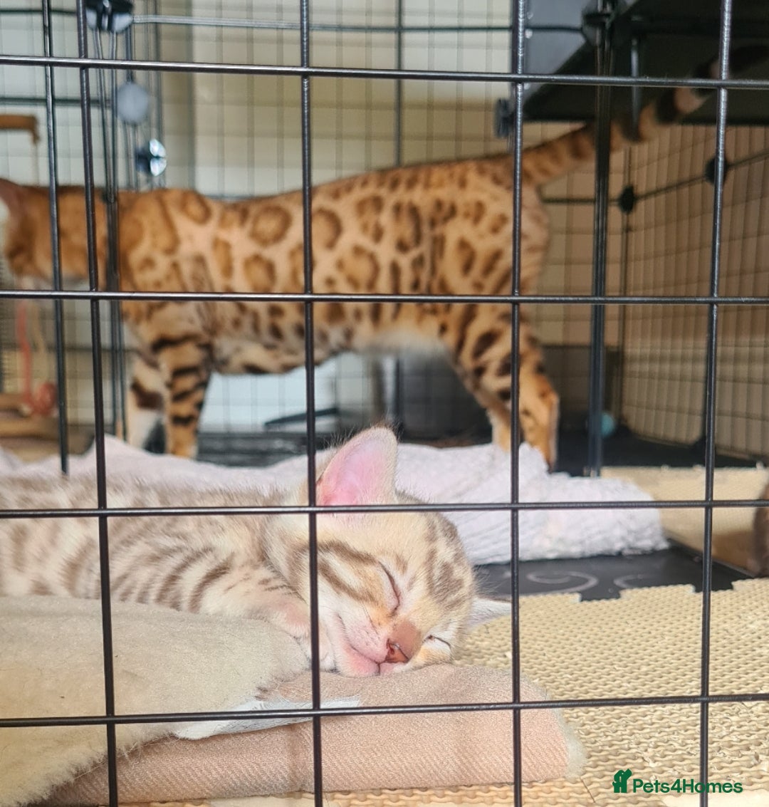 Bengal cats for sale: Bengal  - Image 10