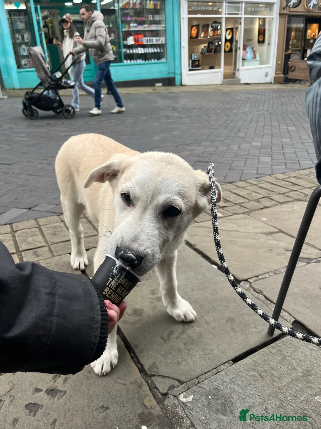 Shepsky dogs for sale: Beautiful shepsky puppy  - Advert 3