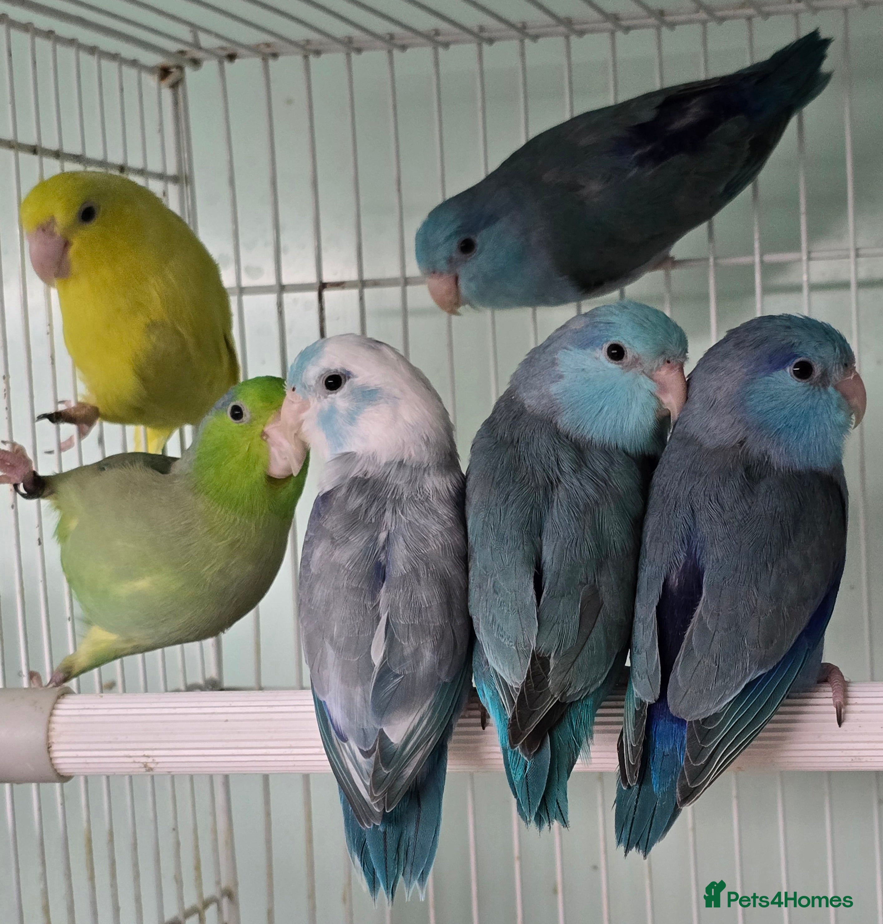 Mixed Breed birds Stunning Baby Parrotlets available now!!! - Advert 1