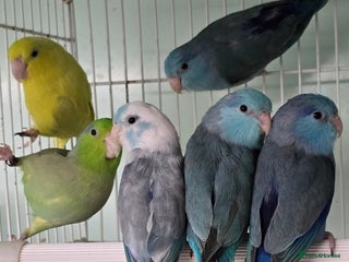 Mixed Breed birds Stunning Baby Parrotlets available now!!! - Advert 1