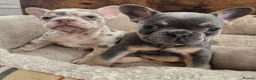French Bulldog dogs for sale: New Shade Isabella Merle and Tan! - Advert 19