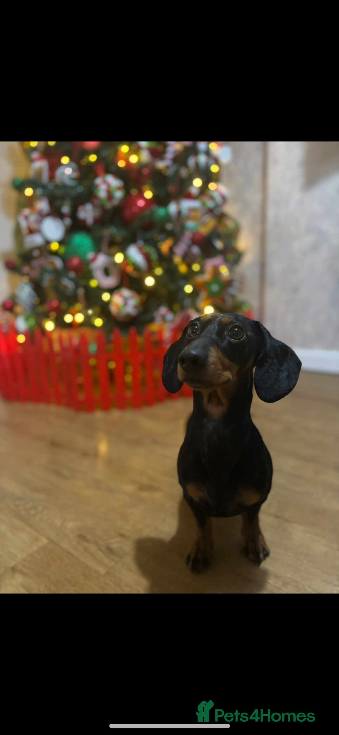 Miniature Dachshund dogs Reggie- 4 Years Old  - Advert 1