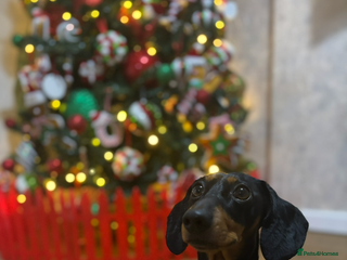 Miniature Dachshund dogs Reggie- 4 Years Old - Advert 1