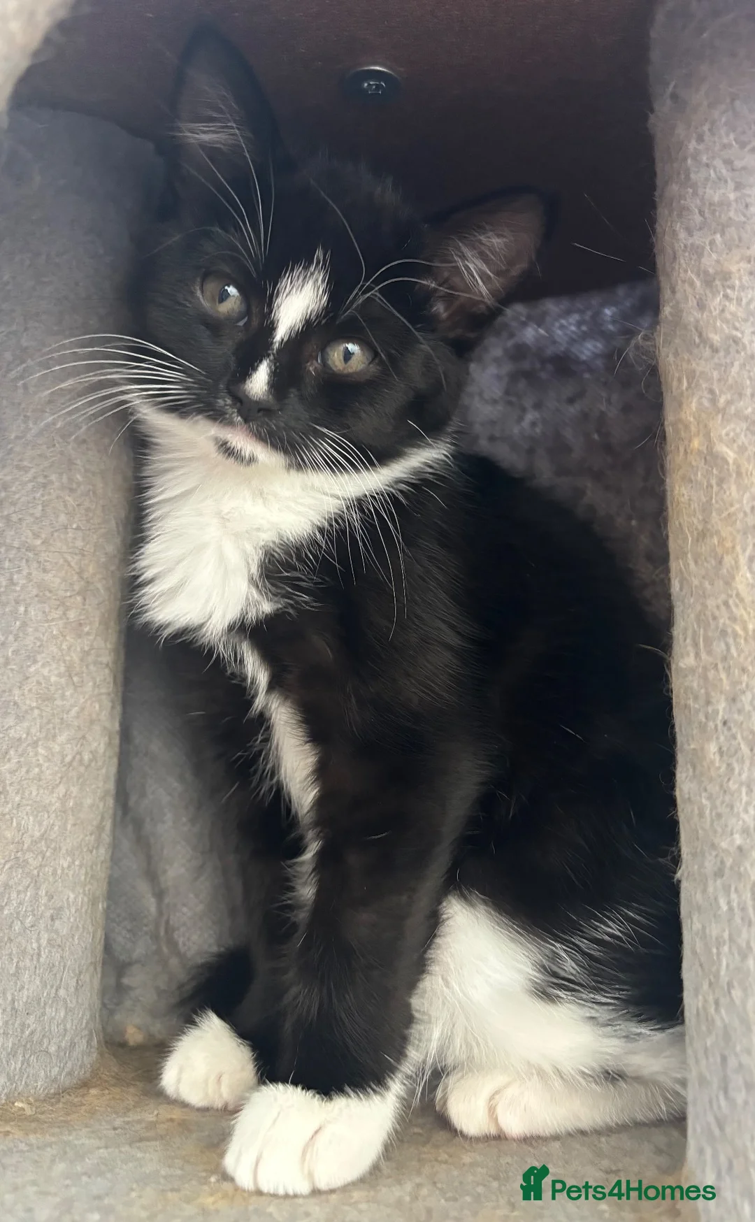 Mixed Breed cats for sale: Black and white Kittens  - Advert 6