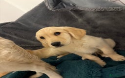 Golden Retriever dogs for sale: Golden retriever  - Image 5
