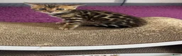 Bengal cats for sale: Beautiful Purebred Bengal Kittens  in London - Advert 2