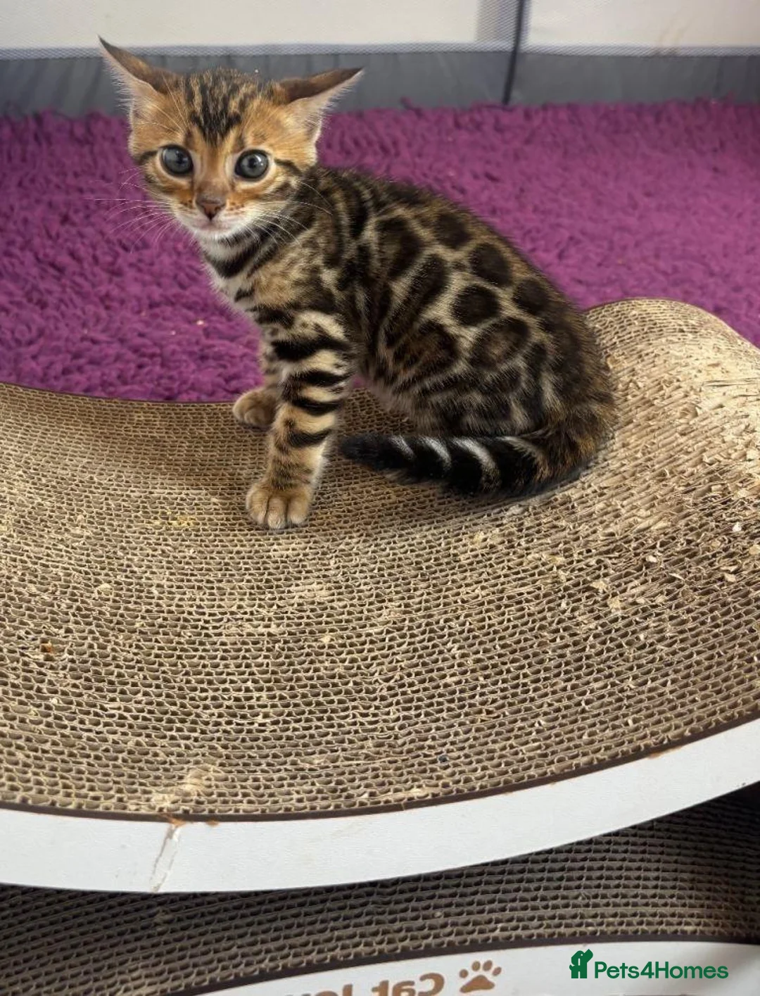 Bengal cats for sale: Beautiful Purebred Bengal Kittens  in London - Advert 2