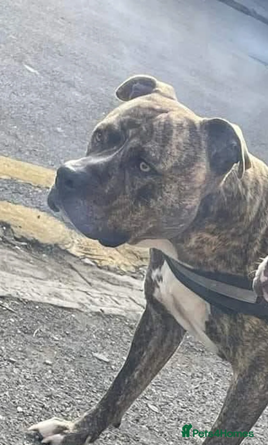 Staffordshire Bull Terrier dogs for stud: Proven stud available  in Newton Aycliffe - Advert 2