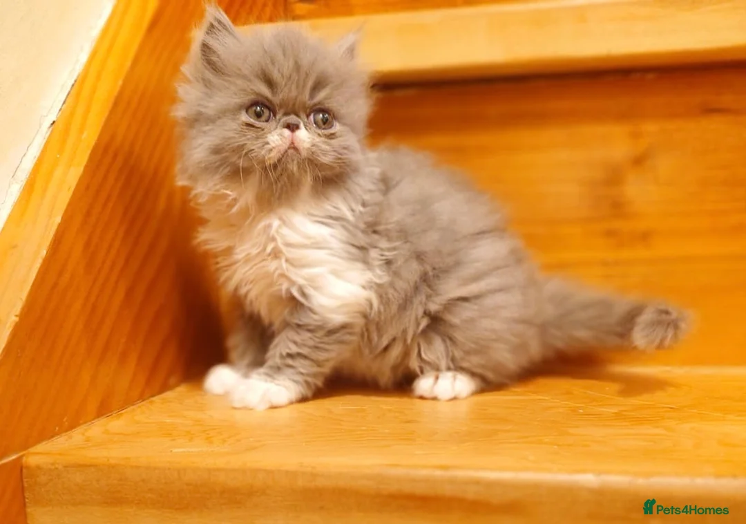 Persian cats for sale: Baby Dewdrop pedigree Persian  - Advert 12