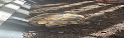 Hermann Tortoise reptiles for sale: 3x 1 Year Old Hermann Tortoise  in Bristol - Advert 4