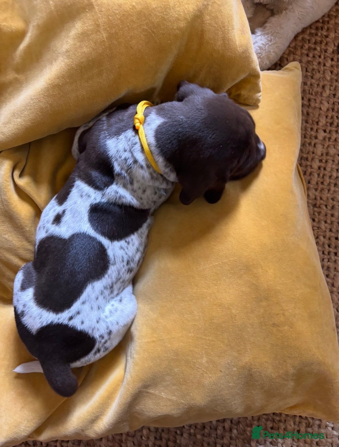 German Shorthaired Pointer dogs Beautiful KC registered GSP pups.   - Advert 2