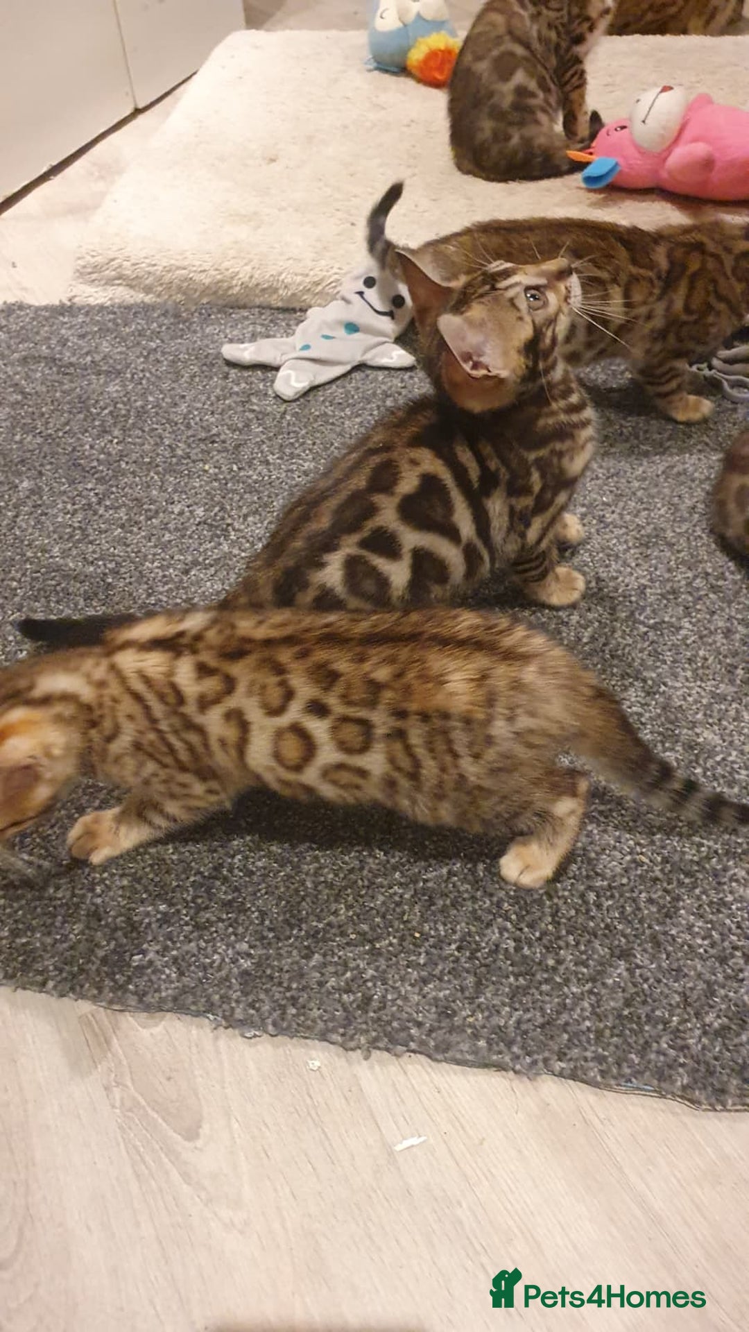 Bengal cats for sale: 🔥✨Pedigree TICA-Registered Bengals - Advert 17