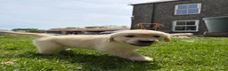 Golden Retriever dogs for sale: FULLY VACCINATED KC REG GOLDEN RETRIEVERS - Advert 9