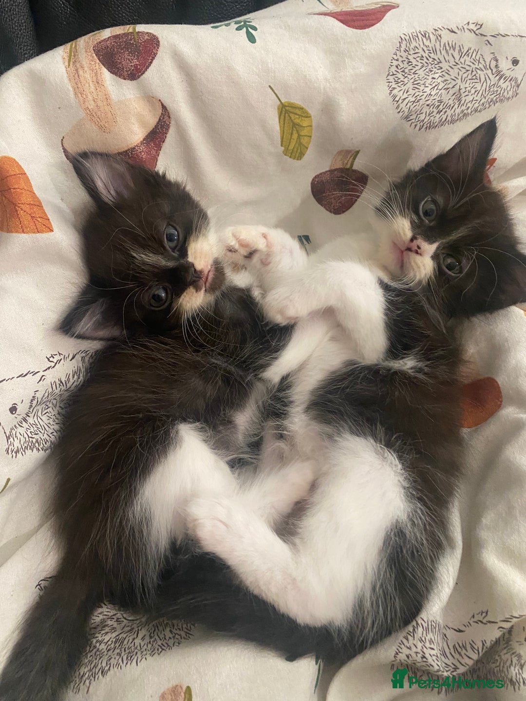 British Shorthair cats for sale: 4 little sweethearts - Image 2