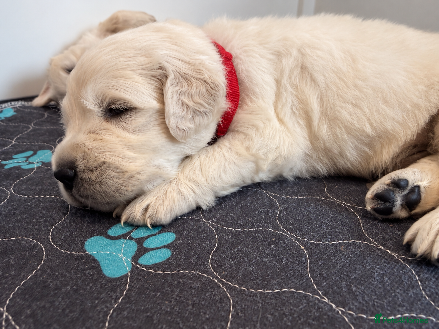 Golden Retriever dogs Champion line puppies 🏆 - Advert 2