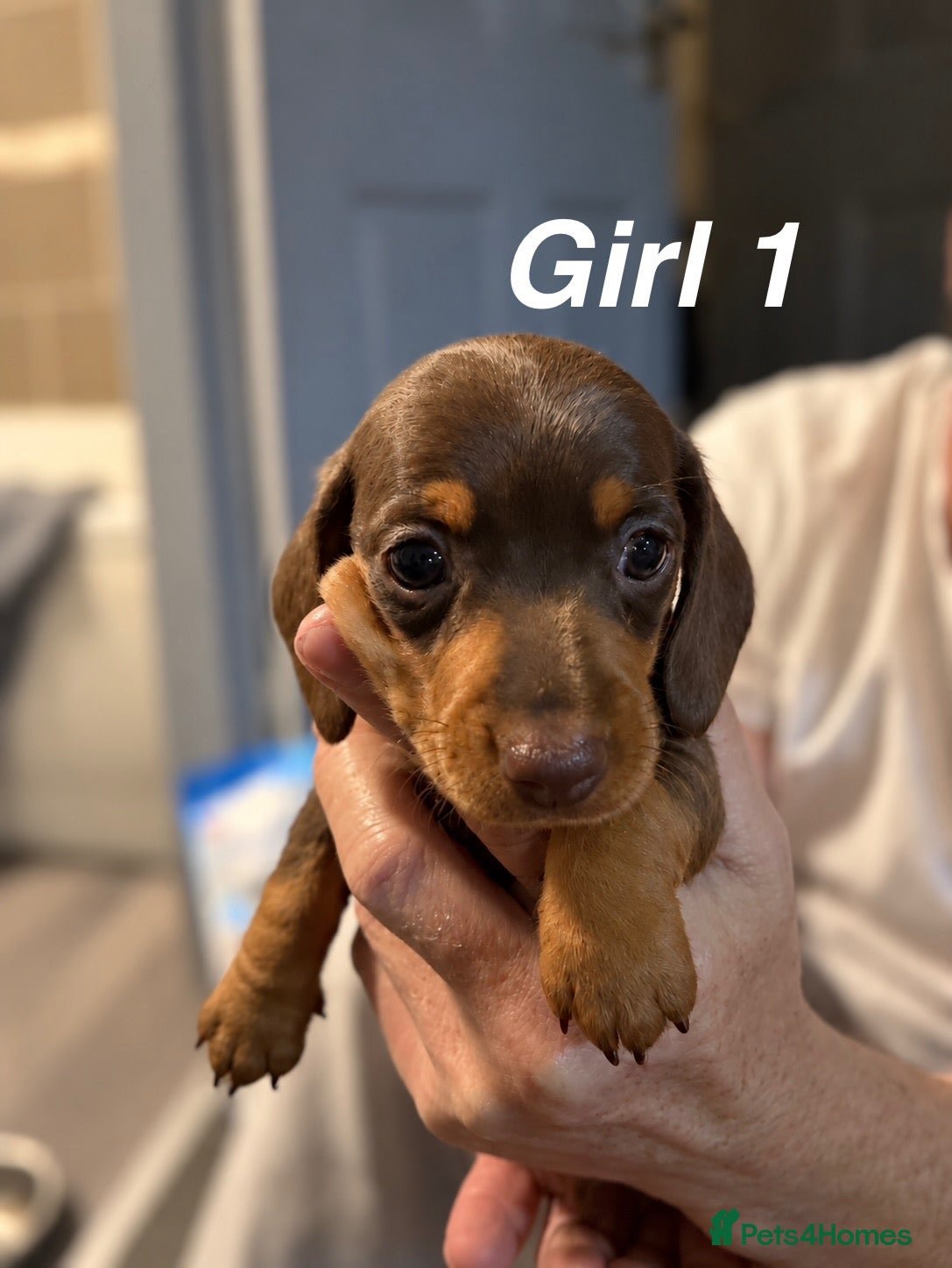 Miniature Dachshund dogs Chocolate & tan miniature dachshunds  - Advert 5