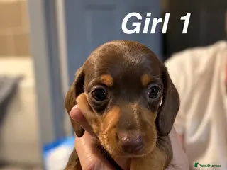 Miniature Dachshund dogs Chocolate & tan miniature dachshunds - Advert 1