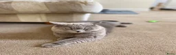 Russian Blue cats for sale: Beautiful Russian Blue/British Shorthair Kittens  in Wimborne - Advert 36
