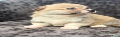 Welsh Corgi Pembroke 3