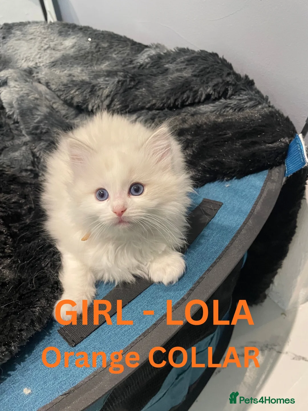 Ragdoll cats for sale: ACTIVE Female Blue Bicolour Ragdoll Kitten - Advert 7