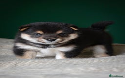 Japanese Shiba Inu dogs for sale: KC REGISTERED JAPANESE SHIBA INU PUPPY GIRL - Image 1