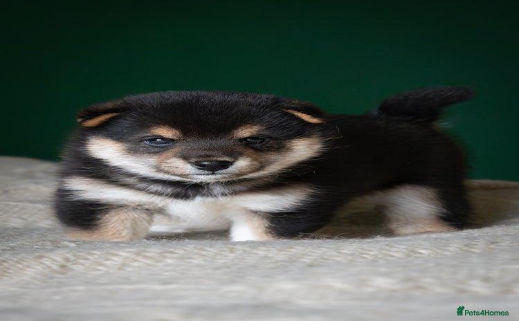Japanese Shiba Inu dogs - Advert 10