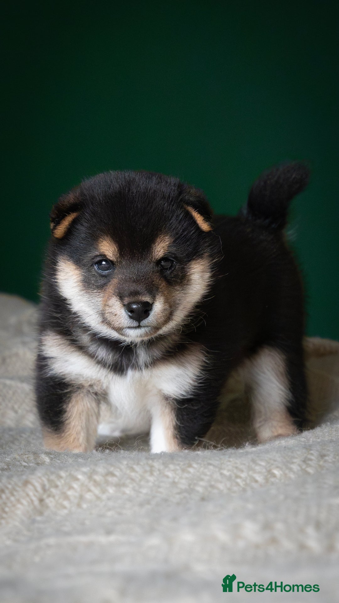 Japanese Shiba Inu dogs for sale: KC REGISTERED JAPANESE SHIBA INU PUPPY GIRL - Image 1