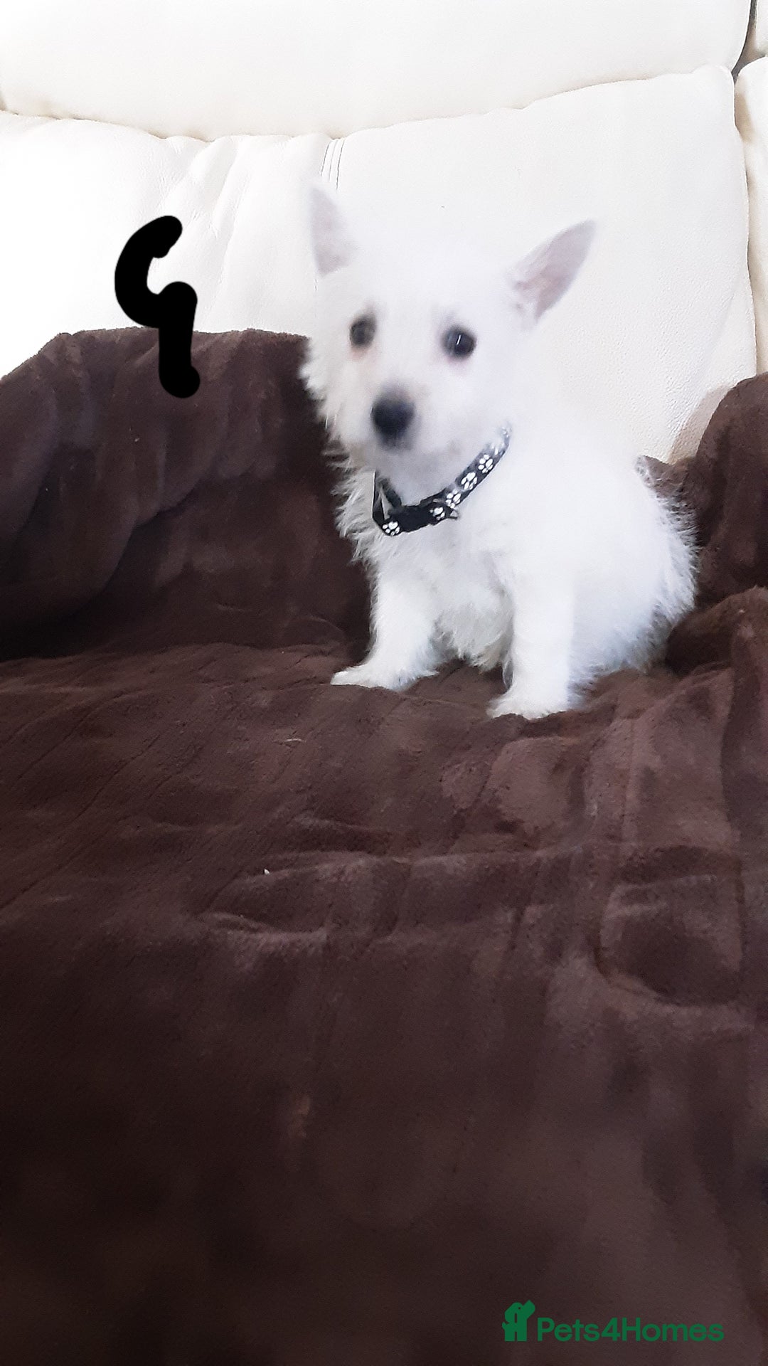West Highland Terrier dogs for sale: West Highland puppies ready now - Image 6