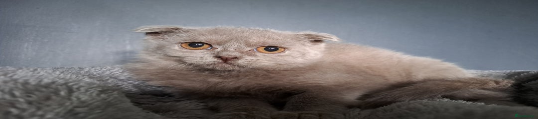 Scottish Fold Lilac colour 