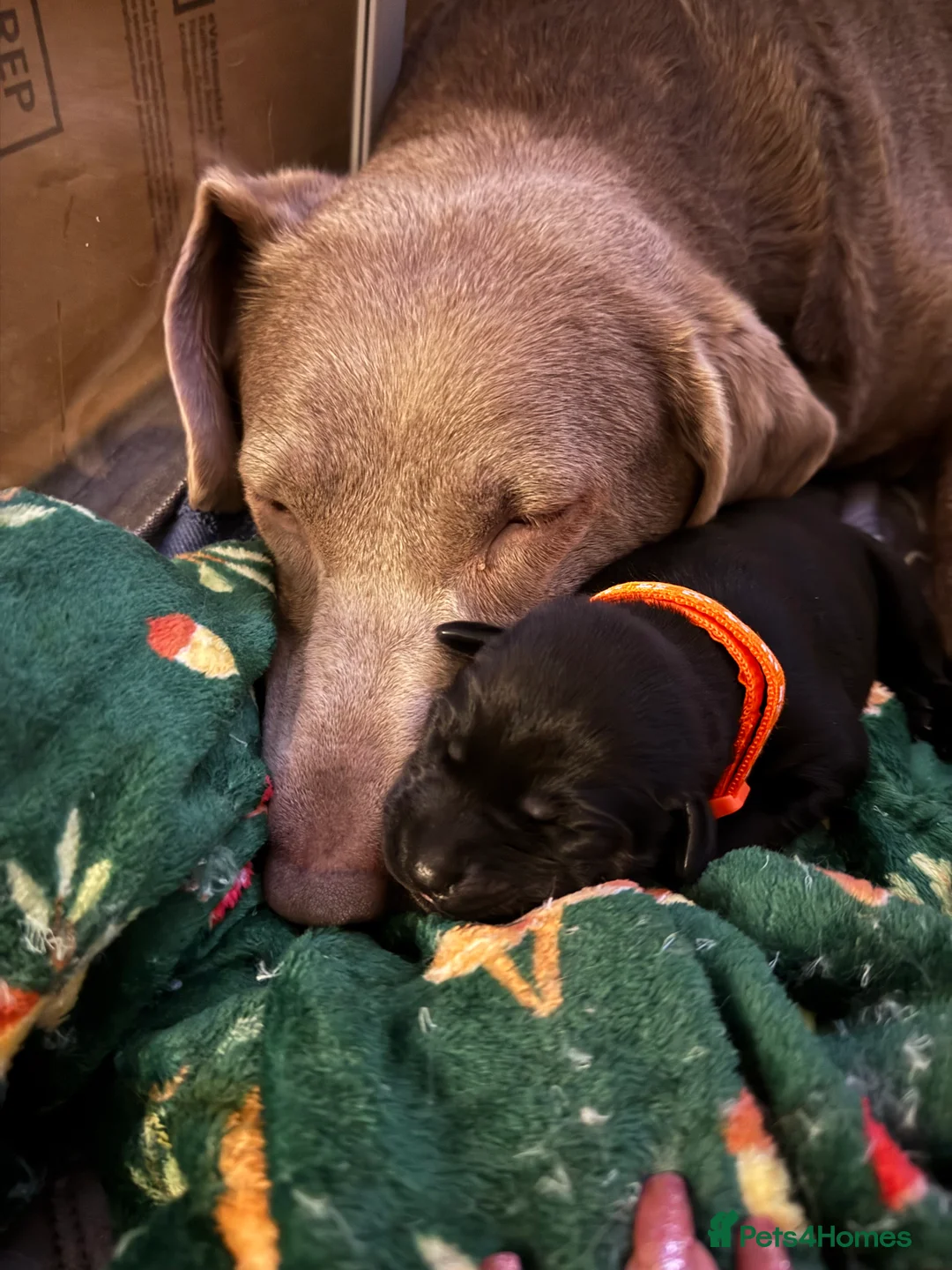 Labrador Retriever dogs for sale: KC Registered Labrador Retriever Puppies - Advert 3