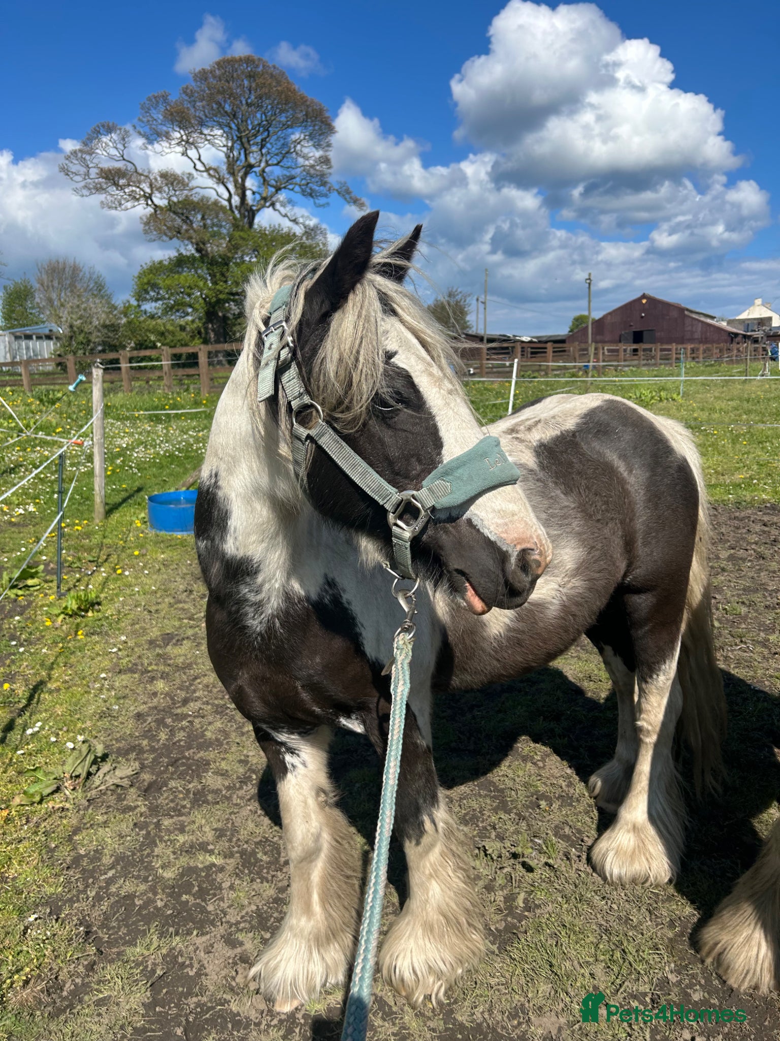 Irish Cob horses 1 IN A MILLON PONY FOR SALE - Advert 12