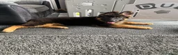 German Shepherd dogs for sale: German shepherd bitch pup - Advert 5