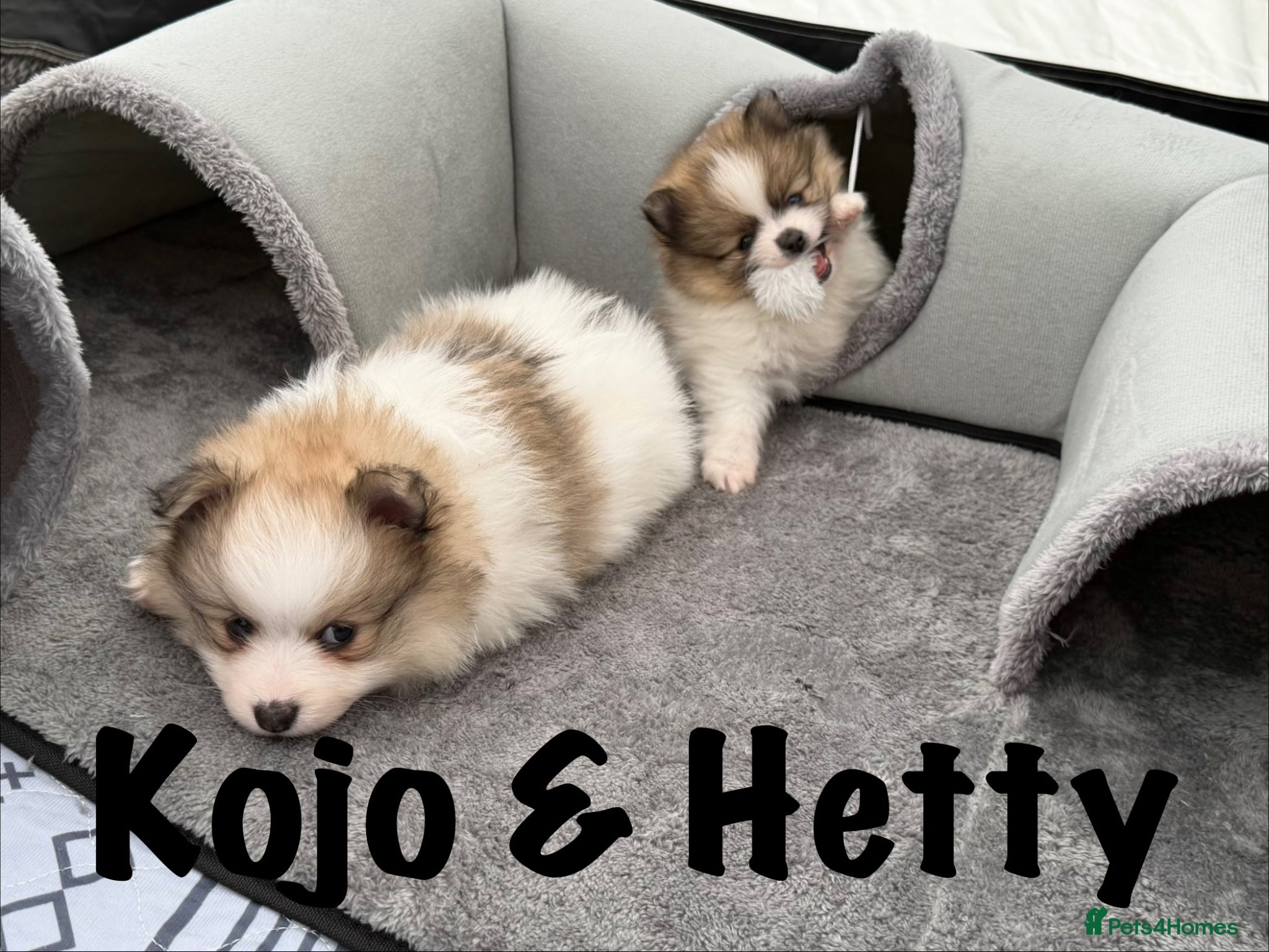 Pomeranian dogs for sale: Pomeranian Puppies Available To Reserve Now in Manchester - Advert 14