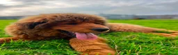 Tibetan Mastiff dogs for sale: World-Class Lion Head Tibetan Mastiff Puppies in Lanark - Advert 8
