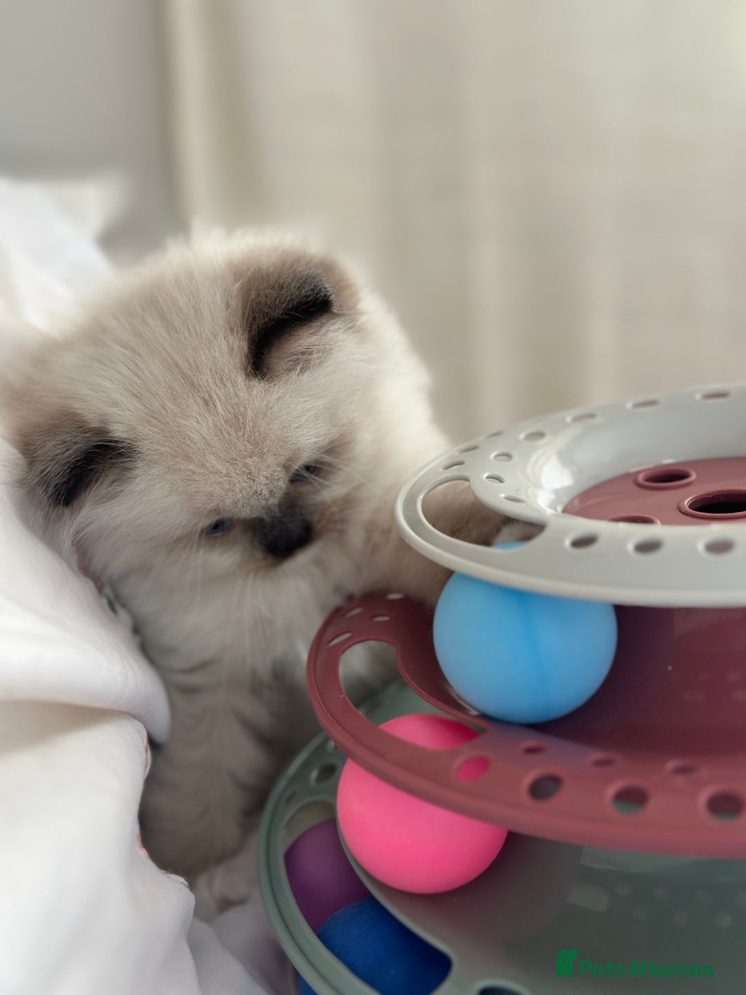 Ragdoll cats for sale: Beautiful pedigree kittens, show quality 💎❤️💎 - Image 11