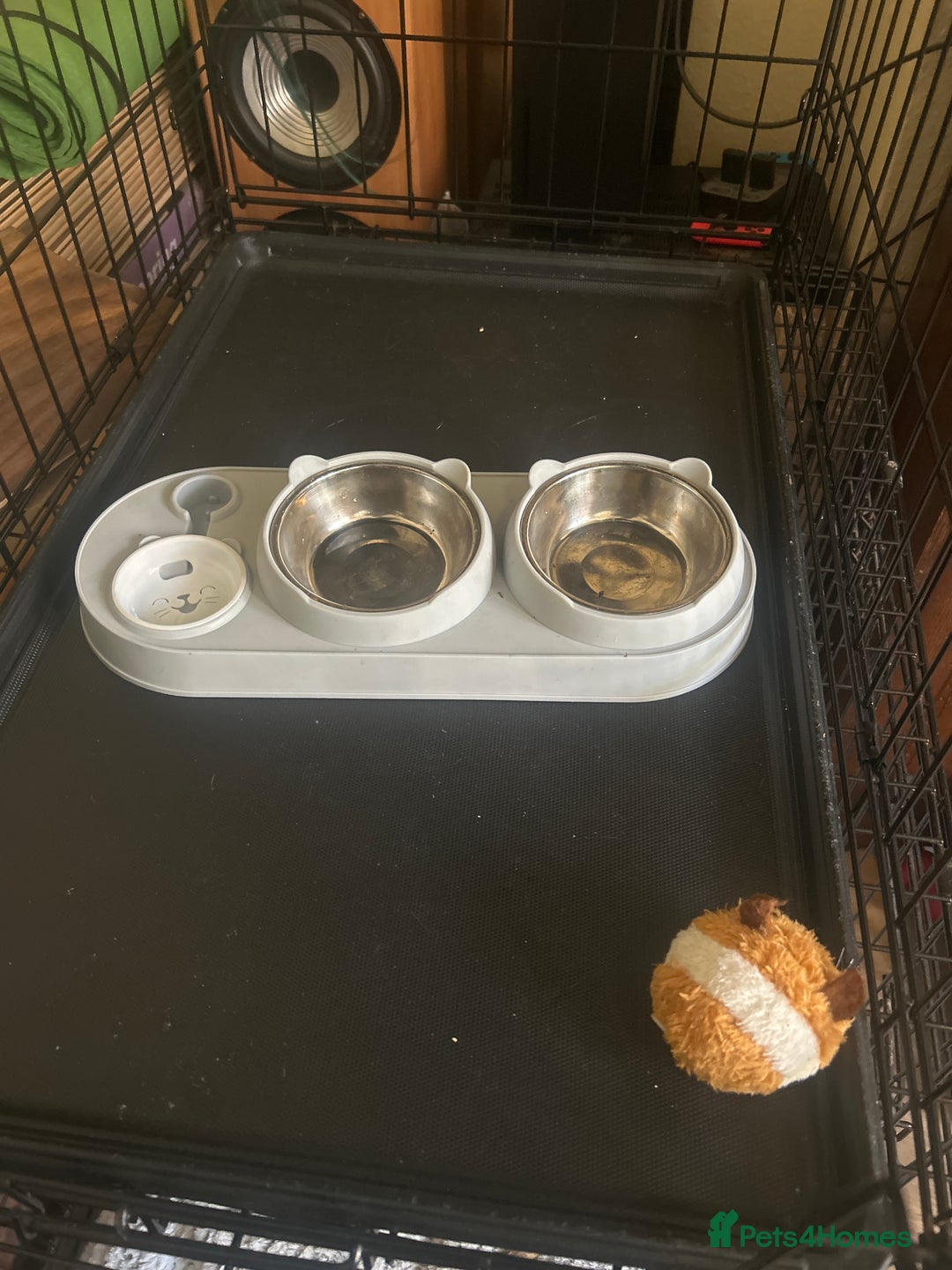 Domestic Shorthair cats for sale: Two ginger males (HAVE TO GO TOGETHER- READ DESC) - Advert 14