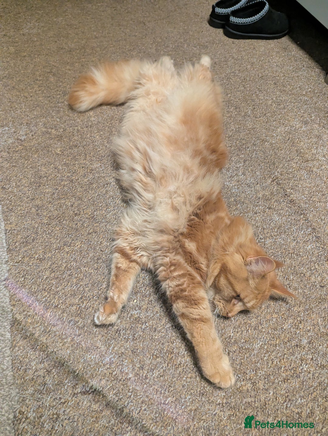 Maine Coon cats for sale: Maine coon  - Advert 9