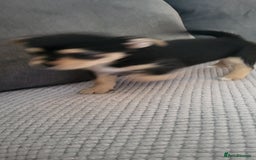 Mixed Breed dogs for sale: Jack russel cross pomeranian puppies  - Image 30