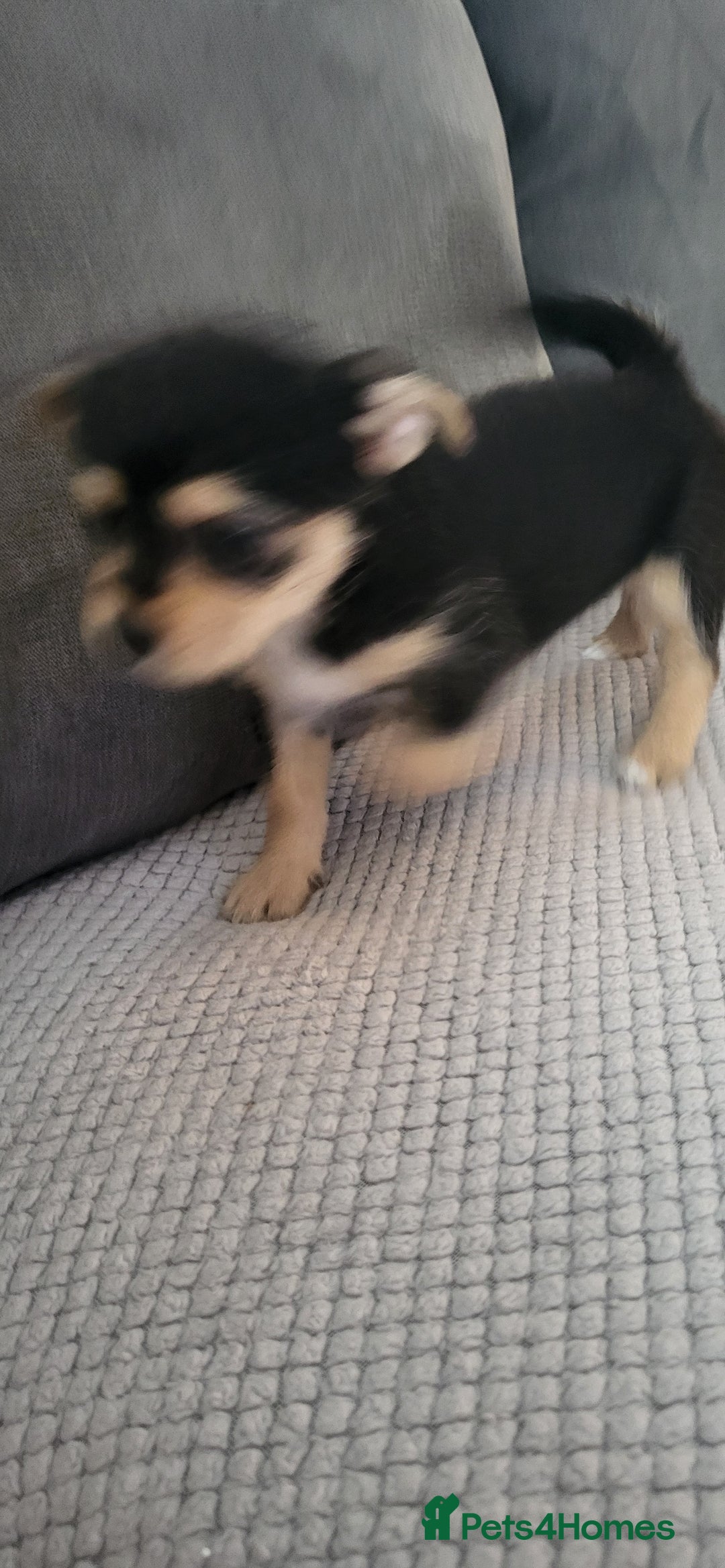 Mixed Breed dogs for sale: Jack russel cross pomeranian puppies  - Image 30