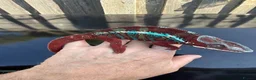 Chameleon reptiles for sale: Ambilobe Panther Chameleon  - Advert 4