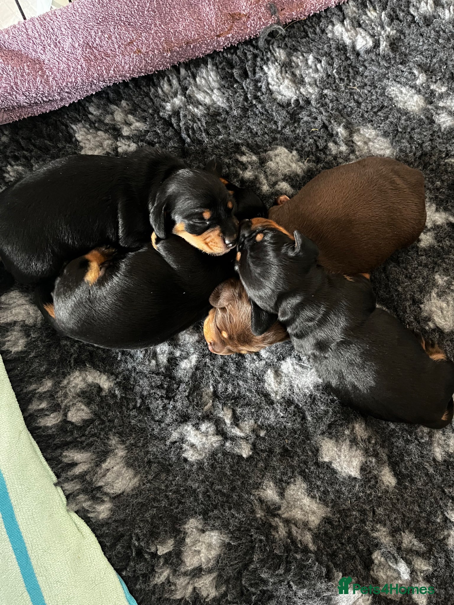 Miniature Dachshund dogs for sale: Miniature Dachshund puppies (smooth haired)  in Cheltenham - Advert 9
