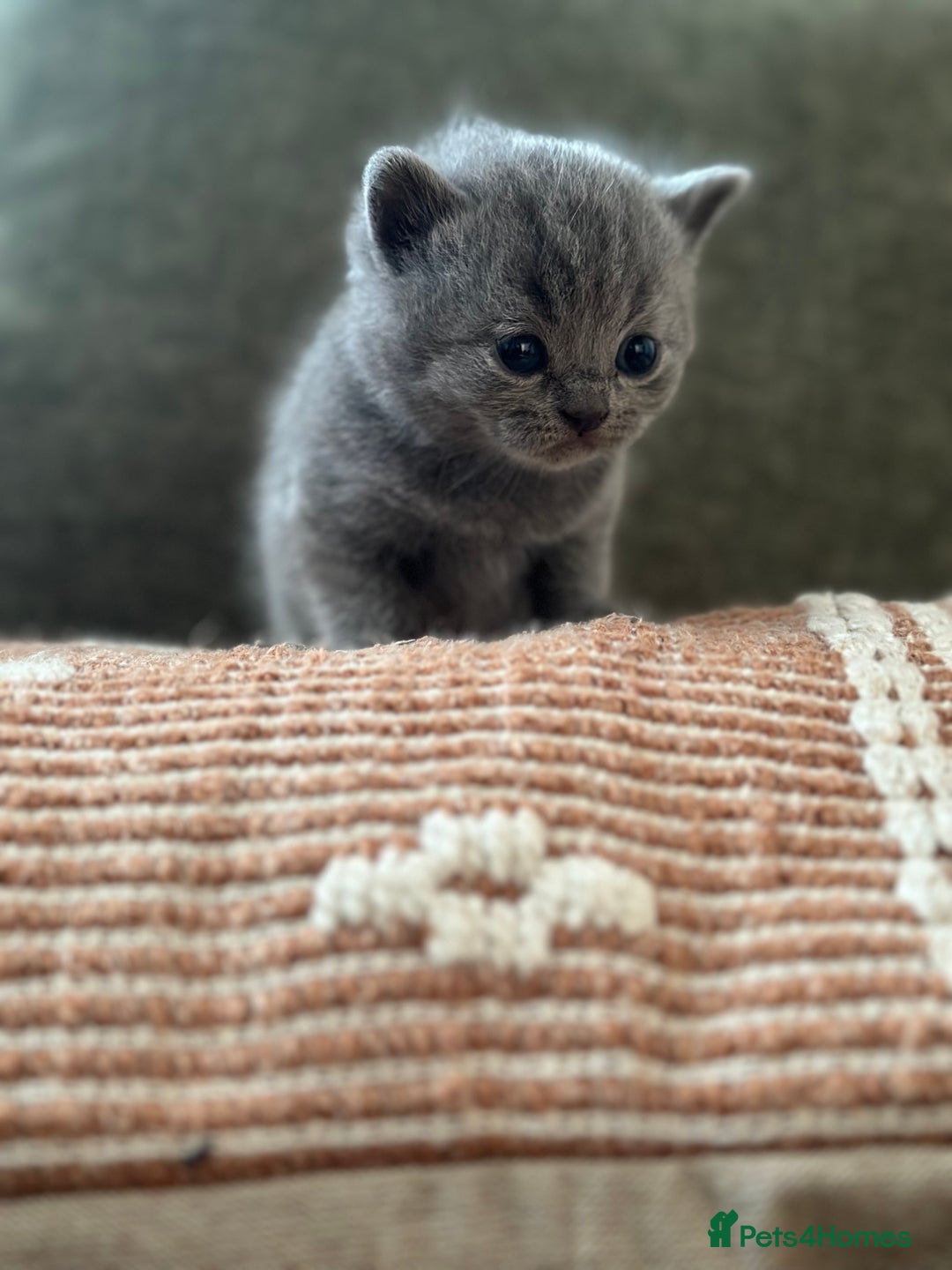 British Shorthair cats for sale: GCCF Registered British Shorthair kittens  - Advert 10