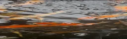 Koi Carp fish for sale: Koi Babies  in Herne Bay - Advert 6