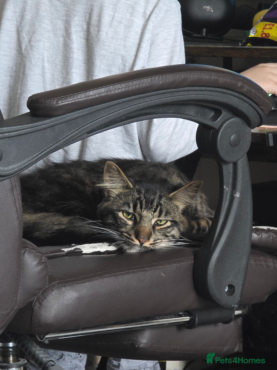 Mixed Breed cats for sale: Biscuit - Image 2