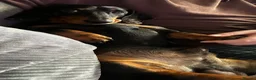 Miniature Dachshund dogs for stud: Miniature Dachshund stud in Bracknell - Advert 6
