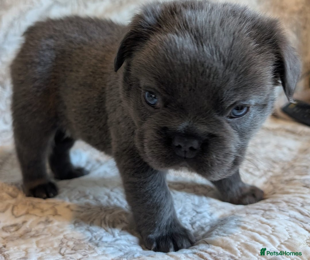 French Bulldog dogs for sale: Frenchie puppies  - Advert 10