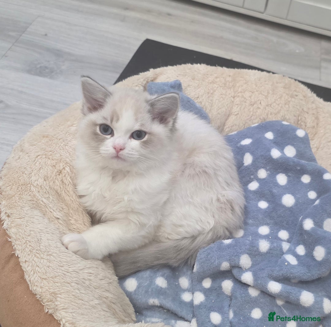 Ragdoll cats for sale: READY TO LEAVE 😻 tica registered Ragdoll Kitten   - Advert 4
